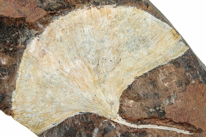 Fossil Ginkgo Leaf From North Dakota - Paleocene #262467